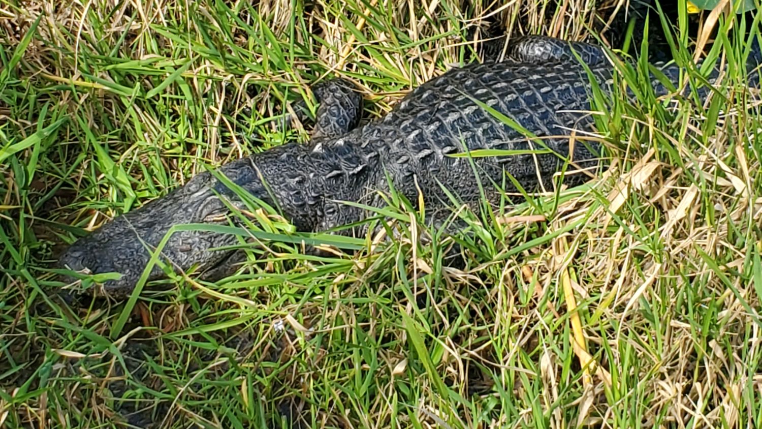 Anhinga Trail 